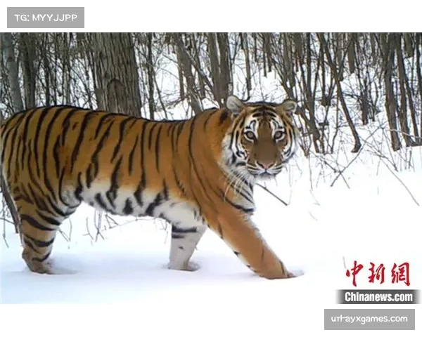 吉林东北虎外援琼斯提前结束本赛季,返回美国处理家庭事务 吉林东北虎外援琼斯提前结束本赛季,返回美国处理家庭事务